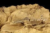 Plate Of Fossil Leaves Preserved In Travertine - Austria #113074-4